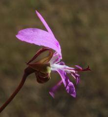 Pelargonium coronopifolium