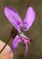 Pelargonium coronopifolium