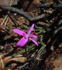 Pelargonium coronopifolium