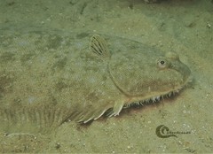 Solea senegalensis