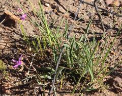 Pelargonium coronopifolium