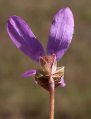 Pelargonium coronopifolium