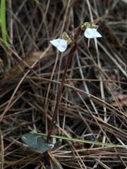 Odontochilus yakushimensis
