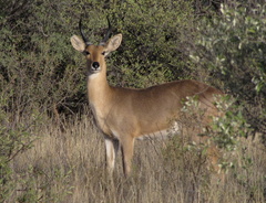 Southern Reedbuck photo 4