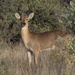 Common Reedbuck - Photo (c) Gawie Malan, some rights reserved (CC BY-NC), uploaded by Gawie Malan