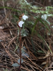 Odontochilus yakushimensis