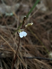 Odontochilus yakushimensis