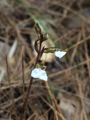 Odontochilus yakushimensis