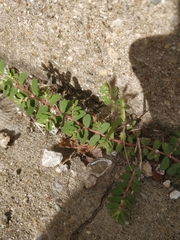 Euphorbia maculata