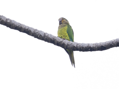 Eupsittula pertinax
