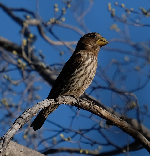 Grosbeak Weaver