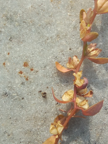 Veronica peregrina
