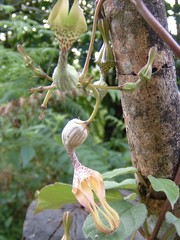 Ceropegia decaisneana