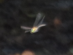 Somatochlora flavomaculata