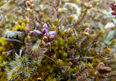 Veronica pimeleoides pimeleoides