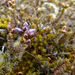 Veronica pimeleoides pimeleoides - Photo (c) Shirley Kerr,  זכויות יוצרים חלקיות (CC BY-NC), uploaded by Shirley Kerr