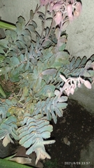 Kalanchoe laxiflora