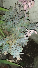 Kalanchoe laxiflora