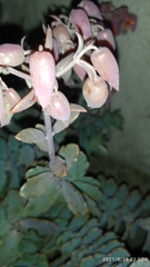 Kalanchoe laxiflora