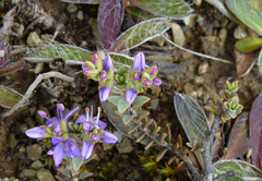 Veronica pimeleoides pimeleoides