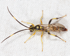 Cratichneumon paratus