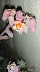 Kalanchoe laxiflora