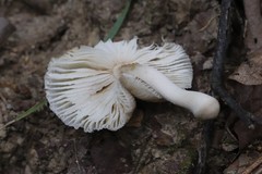 Amanita pulverulenta