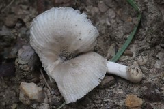 Amanita pulverulenta