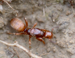 Lasius latipes