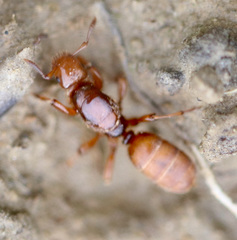 Lasius latipes