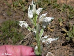 Chloraea lechleri