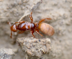 Lasius latipes