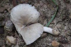 Amanita pulverulenta