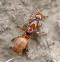 Lasius latipes