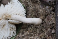 Amanita pulverulenta