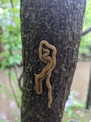 Diversibipalium multilineatum