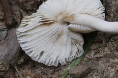 Amanita pulverulenta