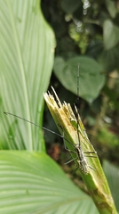 Macrochenus tigrinus