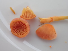 Hygrocybe marchii
