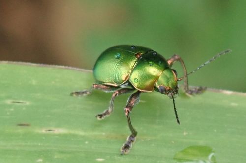 Colasposoma scutellare · iNaturalist