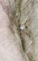 Argiope minuta