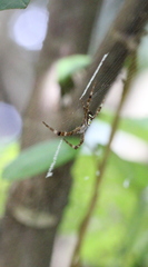 Argiope minuta