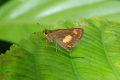 Oriens paragola