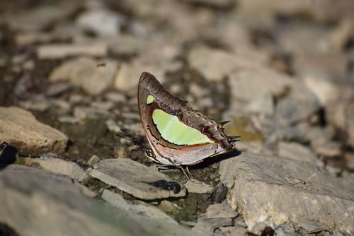 Common Nawab