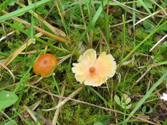 Hygrocybe subpapillata