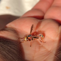 Physocephala marginata