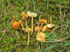 Hygrocybe subpapillata