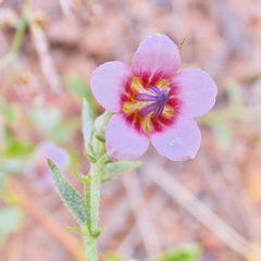 Hermannia boraginiflora