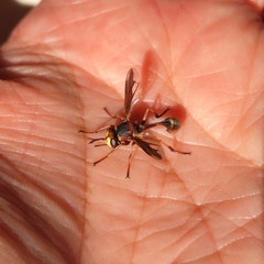 Physocephala marginata