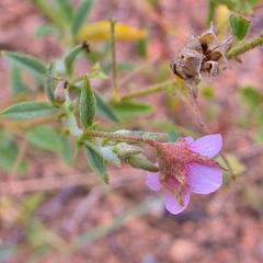 Hermannia boraginiflora